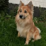 Cody 🦊🧡 - @codytheislandpup - Instagram