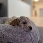 Cody The Cockapoo - @cody_theislander - Instagram