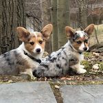 Cody&Thor - @cody.thor.corgibros - Instagram