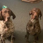 Thor & Loke - @cody_thor_loke_lukas_elvis - Instagram