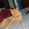 cody triplett - @smokeythebear420420 - TikTok