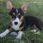 Cody Tuggle - @bluehierophant - Instagram