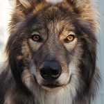 Cody | Wolfdog | Old Inuit Dog - @codyw.olf - Instagram