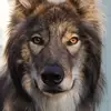 Cody the Wolfdog - @codywolfdog - TikTok