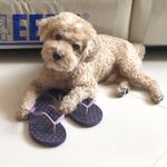 Coffee • cream poodle - @coffee_creampoodle - Instagram