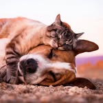 Henry + Baloo - @henrythecoloradodog - Instagram