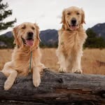 Henry + Otis 💙 - @henryincolorado - Instagram