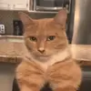 Henry - @henrycollect - TikTok