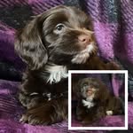 Cola_cockapoo - @cola_browncockapoo - Instagram