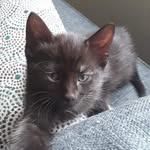 Cola Chan - @colachanthecat - Instagram