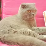 Cola Chan - @cola.chan.180 - Instagram