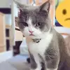cola Chan - @cola.chan1 - TikTok