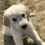 Colby+Ali - @goldenfever - Instagram