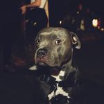Colby Atkinson - @boot_the_pitbull - Instagram