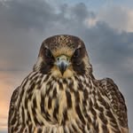 Colby Baker - @cmb_wildlife - Instagram
