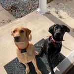 Colby and Duke - @colbyandduke - Instagram