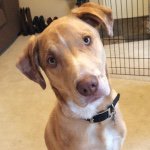 Colby Duke - @colbytheaussielab - Instagram