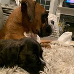 Duke&Hank - @duke_hank_colby - Instagram
