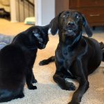 Colby & Hudson - @blackcolbyjack - Instagram