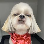 Colby Landry - @colbsdoggos - Instagram