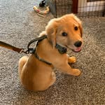 Colby Jack Lawrence - @colbyjthegolden - Instagram