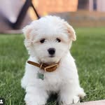 C O L B Y  🦴 - @littlecolbypoo - Instagram
