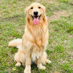 Love Golden Retriever 😍 - @colby_lovegolden - Instagram