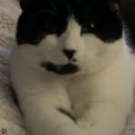 Colby May - @colbymaythecat - Instagram