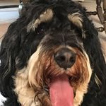 Colby Palmer - @colbythe_bernedoodle - Instagram