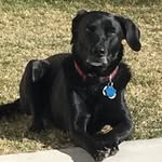 Colby Cheese Price - @price_house_pets - Instagram