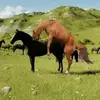ANIMALS BREEDING - @animalsbreding - TikTok