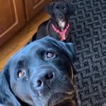 Cole and Chase - @cole_chase_hank_labs - Instagram
