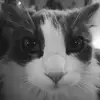 Cole Chavez - @cole.chavez26 - TikTok