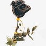 Cole Dawson - @coledawson8 - Instagram