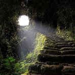 Tracy Cole Downey - Facebook