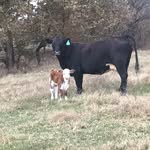 Cole Everett - @everett_farms - Instagram