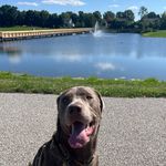Cole Everson - @coleeversonthepup - Instagram