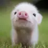 cole.marsh15 - @cole.marsh15 - TikTok