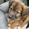 Cole Morris - @thatdognamedcole - TikTok