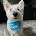 Cole Ortiz (Bubs) - @bubsthescottie - Instagram