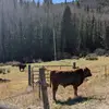 Cole Stewart - @cole.stewart36 - TikTok