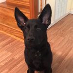 Cole Thornton GSD - @cole.thornton.gsd - Instagram