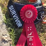 Colleen Bowers - @against_all_odds_kick_k9_cancr - Instagram