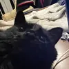 Colleen Daugherty485 - @catzdaug - TikTok