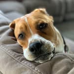 Coleen Fleming Klotz - @sidtherescue - Instagram