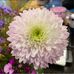 Coleen Fleming Klotz - Facebook