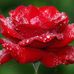 Colleen Ford - Facebook