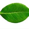 coleen.green - @coleengreen0 - TikTok