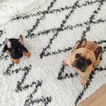 Colette + Oliver - @twonugs - Instagram