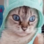 collette cat - @colettequeen15 - Instagram
